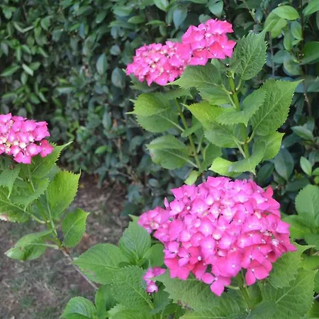 Apartment Fantastic Studio Angie In Flower Garden Zadar